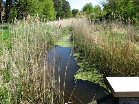Fuglebæk Å Ellinge Lyng